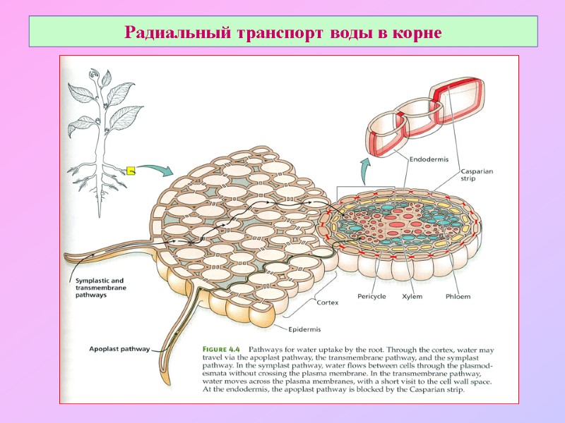 Радиальный транспорт воды в корне